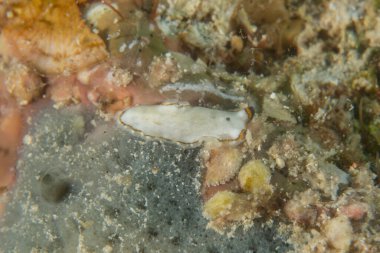 Kızıl Denizde yüzen balıklar, renkli balıklar, Eilat, İsrail