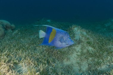 Kızıl Denizde yüzen balıklar, renkli balıklar, Eilat, İsrail
