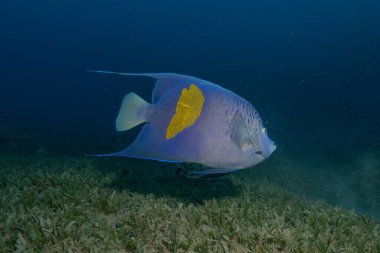 Kızıl Denizde yüzen balıklar, renkli balıklar, Eilat, İsrail