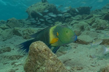 Kızıl Denizde yüzen balıklar, renkli balıklar, Eilat, İsrail