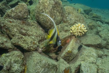 Kızıl Denizde yüzen balıklar, renkli balıklar, Eilat, İsrail