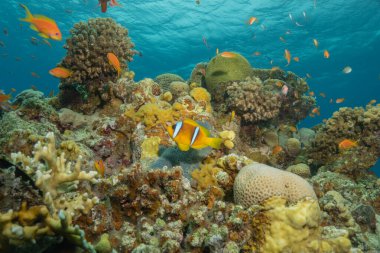 Kızıl Deniz 'de palyaço balığı balığı, renkli ve güzel, Eilat, İsrail