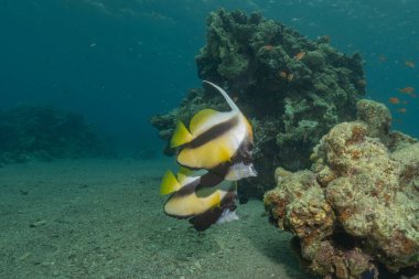 Kızıl Denizde yüzen balıklar, renkli balıklar, Eilat, İsrail