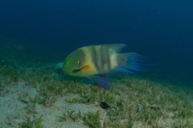 Kızıl Denizde yüzen balıklar, renkli balıklar, Eilat, İsrail