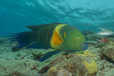 Kızıl Denizde yüzen balıklar, renkli balıklar, Eilat, İsrail