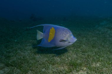 Kızıl Denizde yüzen balıklar, renkli balıklar, Eilat, İsrail