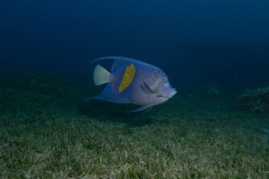 Kızıl Denizde yüzen balıklar, renkli balıklar, Eilat, İsrail
