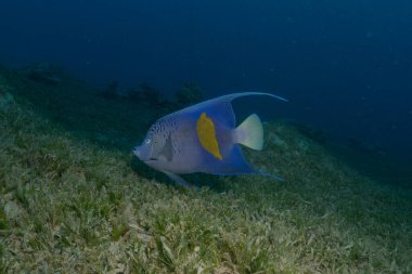 Kızıl Denizde yüzen balıklar, renkli balıklar, Eilat, İsrail