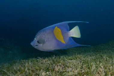 Kızıl Denizde yüzen balıklar, renkli balıklar, Eilat, İsrail
