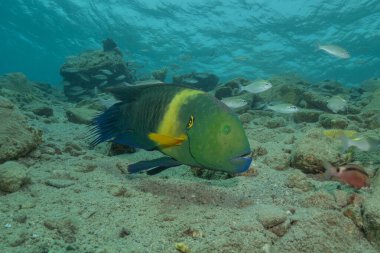 Kızıl Denizde yüzen balıklar, renkli balıklar, Eilat, İsrail