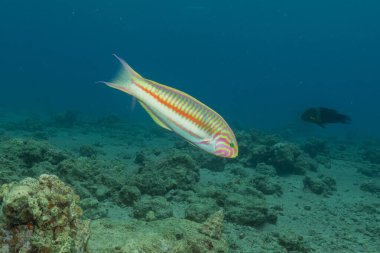 Kızıl Denizde yüzen balıklar, renkli balıklar, Eilat, İsrail
