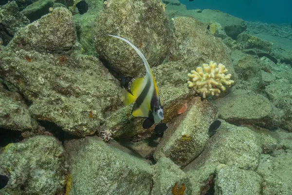 Kızıl Denizde yüzen balıklar, renkli balıklar, Eilat, İsrail