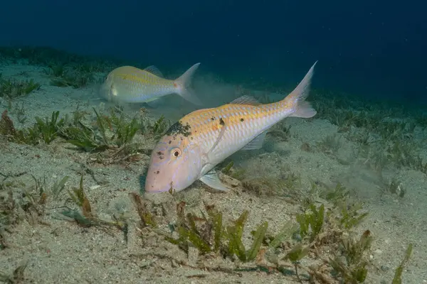 Kızıl Denizde yüzen balıklar, renkli balıklar, Eilat, İsrail