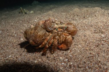 Kızıldenizde Keşiş Yengeci, Renkli ve güzel Eilat, İsrail