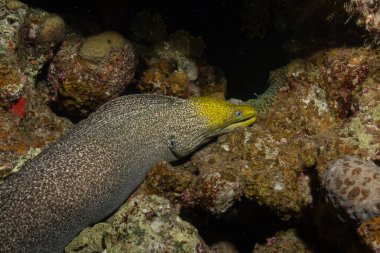 Moray eel Mooray lycodontis undulatus, Kızıl Deniz 'de, Eilat, İsrail