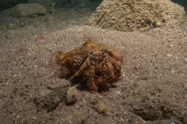 Kızıldenizde Keşiş Yengeci, Renkli ve güzel Eilat, İsrail