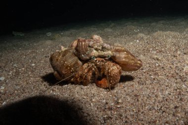 Kızıldenizde Keşiş Yengeci, Renkli ve güzel Eilat, İsrail