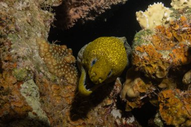Moray eel Mooray lycodontis undulatus, Kızıl Deniz 'de, Eilat, İsrail