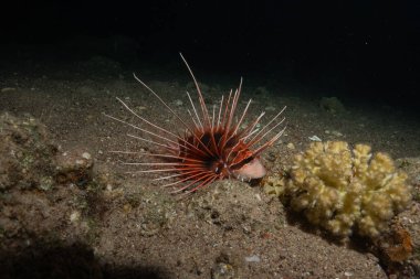 Kızıl Deniz 'de aslan balığı (Pterois mil), renkli bir balık.