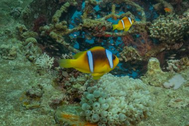 Kızıl Deniz 'deki palyaço balığı balığı. Renkli ve güzel, Eilat Israel.