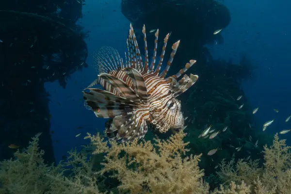 Kızıl Deniz 'de aslan balığı (Pterois mil), renkli bir balık.