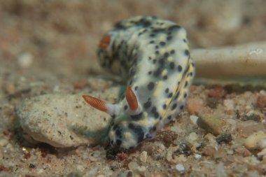 Kızıl Denizde Çıplak Deniz Sümüklüböceği, Renkli ve güzel, Eilat, İsrail