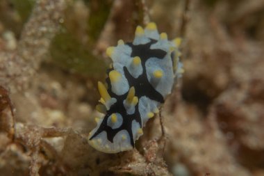 Kızıl Denizde Çıplak Deniz Sümüklüböceği, Renkli ve güzel, Eilat, İsrail