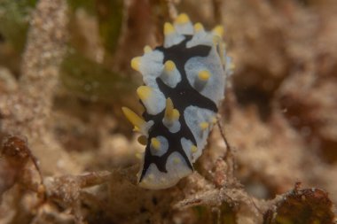 Kızıl Denizde Çıplak Deniz Sümüklüböceği, Renkli ve güzel, Eilat, İsrail