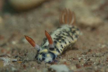 Kızıl Denizde Çıplak Deniz Sümüklüböceği, Renkli ve güzel, Eilat, İsrail