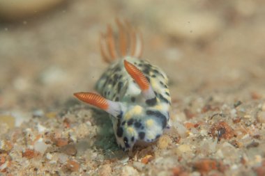 Kızıl Denizde Çıplak Deniz Sümüklüböceği, Renkli ve güzel, Eilat, İsrail