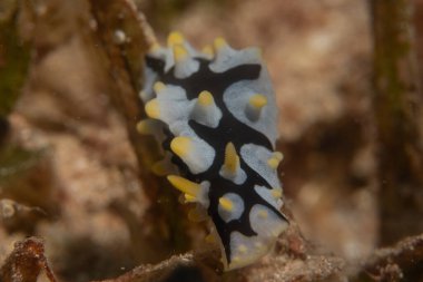 Kızıl Denizde Çıplak Deniz Sümüklüböceği, Renkli ve güzel, Eilat, İsrail