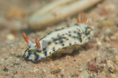 Kızıl Denizde Çıplak Deniz Sümüklüböceği, Renkli ve güzel, Eilat, İsrail
