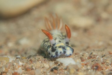 Kızıl Denizde Çıplak Deniz Sümüklüböceği, Renkli ve güzel, Eilat, İsrail