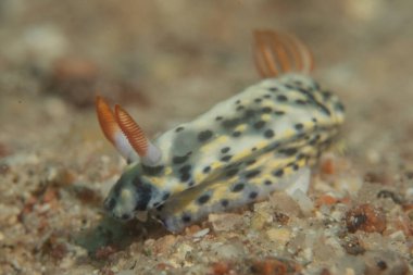 Kızıl Denizde Çıplak Deniz Sümüklüböceği, Renkli ve güzel, Eilat, İsrail