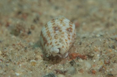 Kızıldeniz 'deki deniz tabanındaki Conus Tekstil, Eilat, İsrail