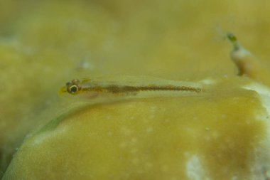 Kızıl Denizde yüzen balıklar, renkli balıklar, Eilat, İsrail