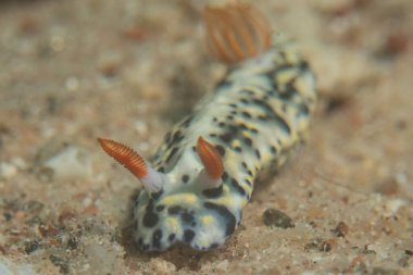 Kızıl Denizde Çıplak Deniz Sümüklüböceği, Renkli ve güzel, Eilat, İsrail