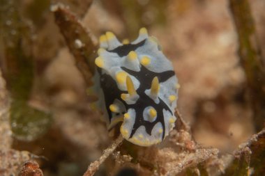 Kızıl Denizde Çıplak Deniz Sümüklüböceği, Renkli ve güzel, Eilat, İsrail
