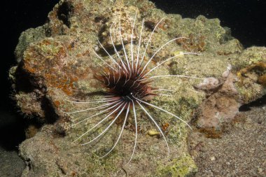 Kızıl Deniz 'de aslan balığı (Pterois mil), renkli bir balık.