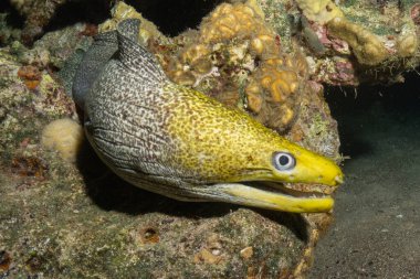 Moray eel Mooray lycodontis undulatus, Kızıl Deniz 'de