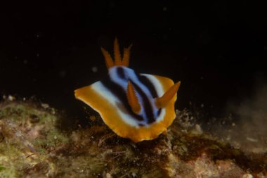 Kızıl Denizde Çıplak Deniz Sümüklüböceği, Renkli ve güzel, Eilat, İsrail