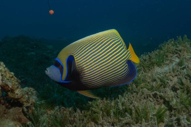 Kızıl Deniz 'de Mavi ve Sarı Melek Balığı