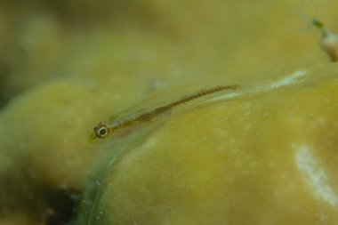 Kızıl Denizde yüzen balıklar, renkli balıklar, Eilat, İsrail