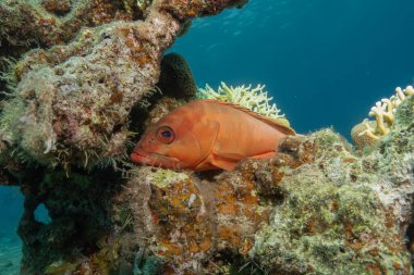 Kızıl Denizde yüzen balıklar, renkli balıklar, Eilat, İsrail