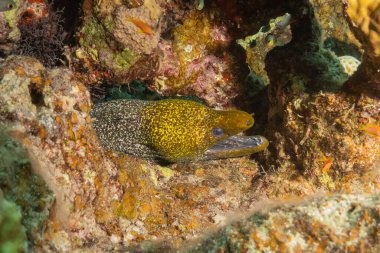 Moray eel Mooray lycodontis undulatus, Kızıl Deniz 'de