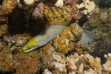 Moray eel Mooray lycodontis undulatus, Kızıl Deniz 'de