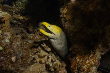 Moray eel Mooray lycodontis undulatus, Kızıl Deniz 'de