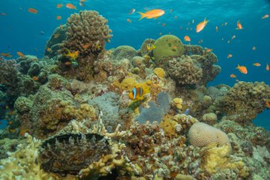 Kızıl Deniz 'deki palyaço balığı balığı. Renkli ve güzel, Eilat Israel.