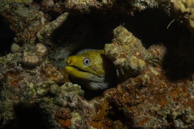 Moray eel Mooray lycodontis undulatus, Kızıl Deniz 'de