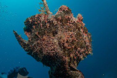 Kızıl Deniz 'deki kurbağa balığı, Renkli ve güzel, Eilat, İsrail